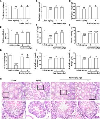 Icariin Improves Age-Related Testicular Dysfunction by Alleviating Sertoli Cell Injury via Upregulation of the ERα/Nrf2-Signaling Pathway